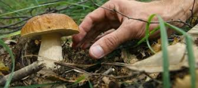 Autorizzazione alla raccolta funghi