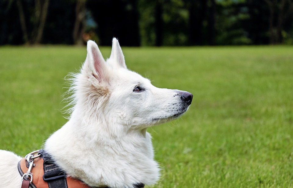 Sterilizzazione cani di proprietà